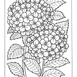 Flower Coloring Pages